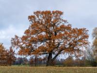 Mächtige Eiche in Herbstfärbung im Heinrichwinkel bei Übersee